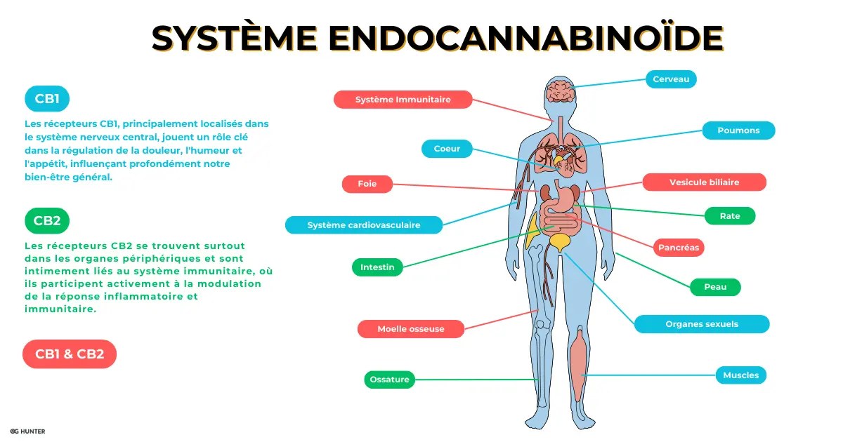 Illustration du système endocannabinoïde humain, montrant les récepteurs cannabinoïdes, les endocannabinoïdes, et leur rôle dans la régulation de l'humeur, de l'appétit, et de la douleur.