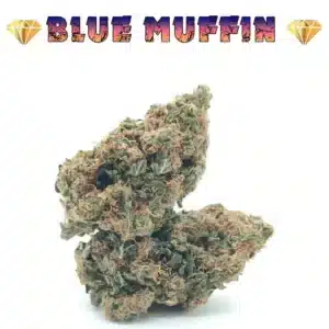 Blueberry Muffin CBD