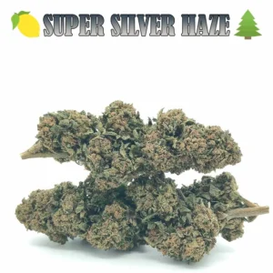Super Silver Haze CBD – Glasshouse – Suisse 🇨🇭 – Boisée 🍋 – CBD : 9,77 %