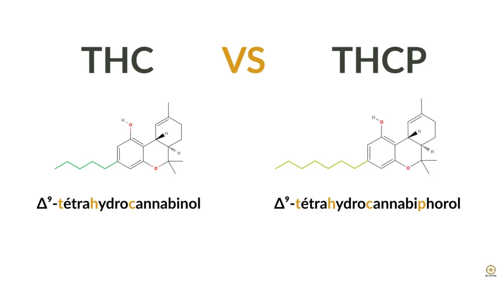 THC VS THCP - INFOGRAPHIE