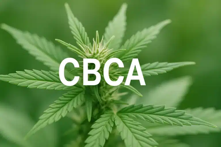 Photographie nette d'une plante de cannabis avec texte CBCA au centre